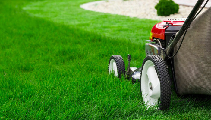 5 lawn care tips to maintain a lush green yard