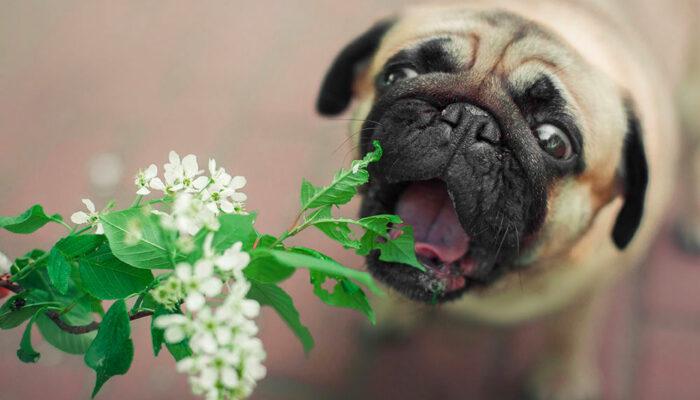 6 plants that are toxic to dogs