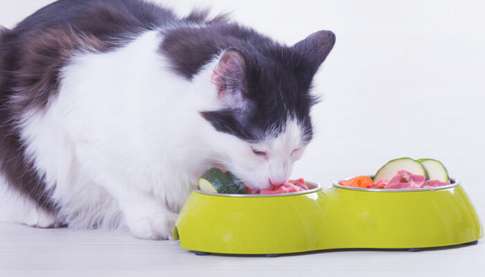 7 human foods that your cats can also relish