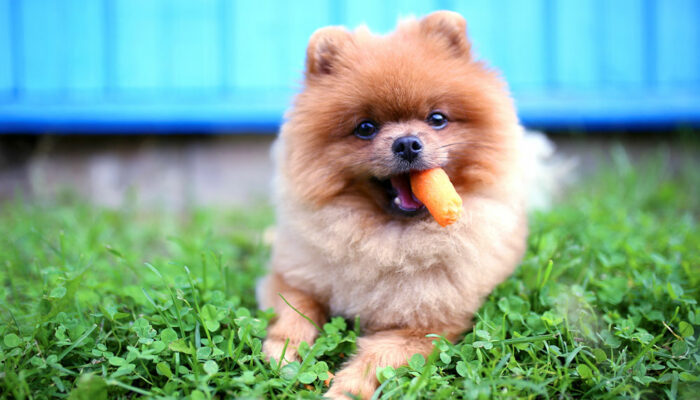 7 human foods that dogs can enjoy