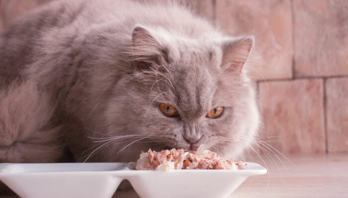 7 human foods that even cats can safely enjoy