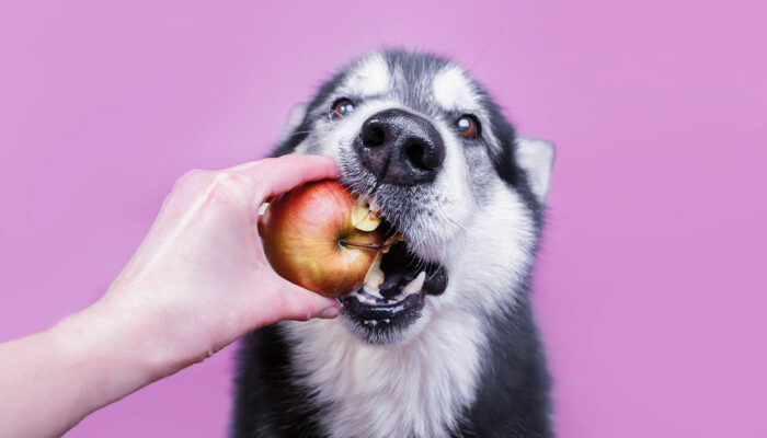 7 safe home foods for dogs to enjoy