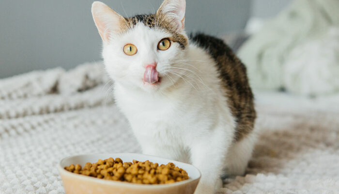 3 healthy cat treat brands to consider