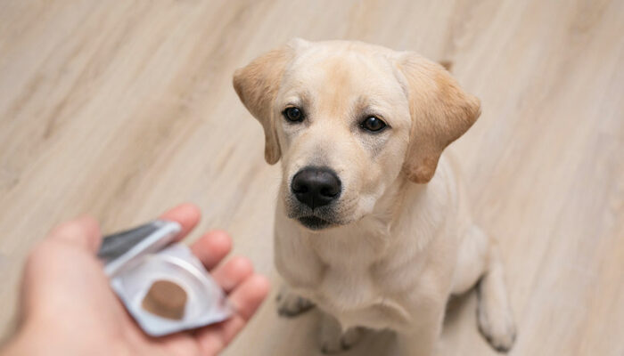 Top 3 pills to get rid of dog fleas