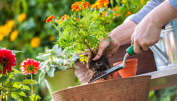 6 common gardening mistakes to avoid for a lush garden