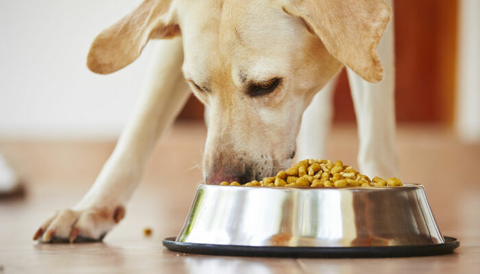 10 Best 2023 Black Friday Dog Food Deals to Expect