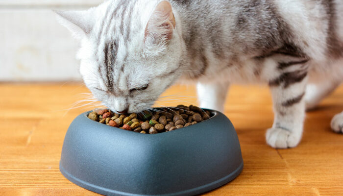 10 Cat Food Deals to Look Out for During Black Friday 2023