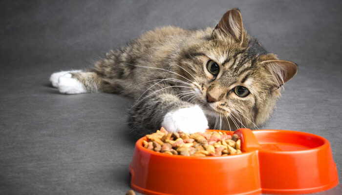 Top 10 Cat Food Deals to Consider on Black Friday 2023