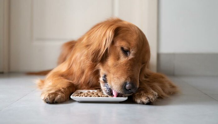 5 popular types of dog food