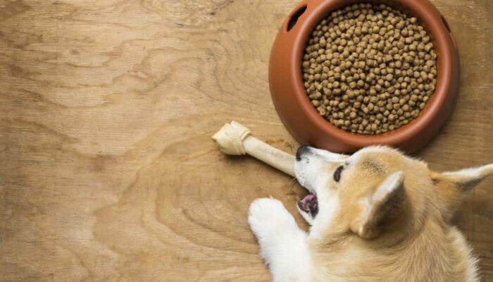 7 healthy human food options for dogs